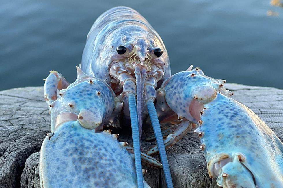 Maine Lobsterman Catches a 1-in-100 Million Super Rare Cotton Candy Lobster