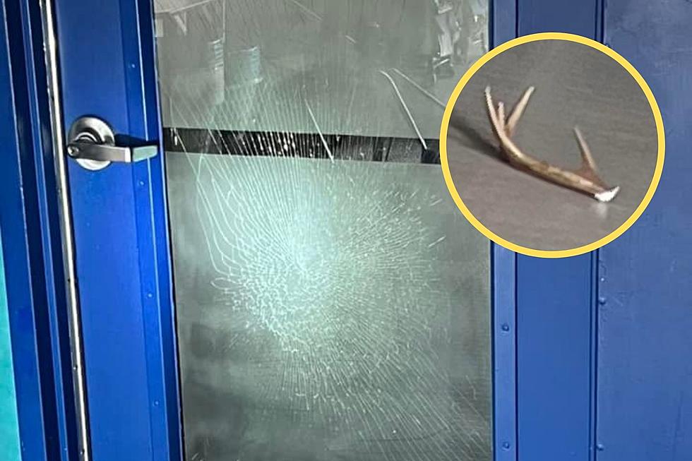 This Deer Broke Into a New Hampshire School, Left Behind Antler