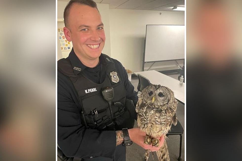 Portsmouth, New Hampshire, Police Officer Rescues Injured Roadside Owl