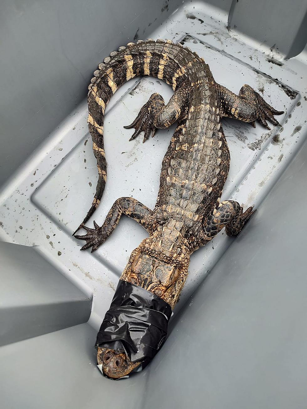 Can You Believe This Alligator Was Caught in Massachusetts?