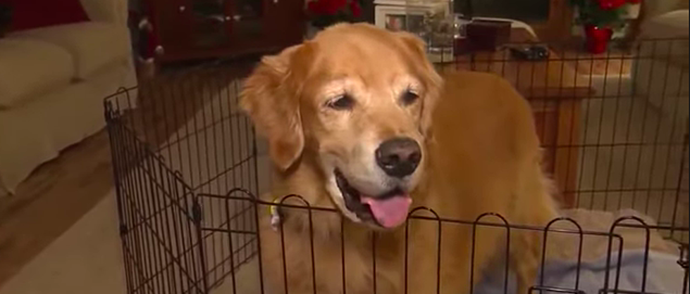 Golden Retriever Seen at Boston Marathon Has Terminal Cancer