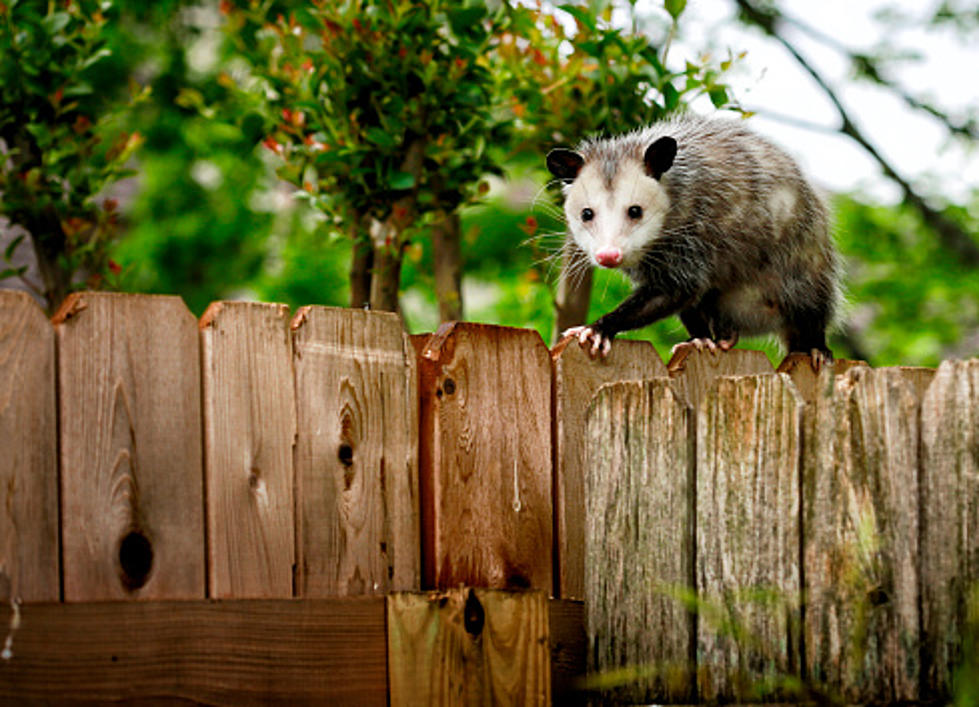 New England Porch Pirate Turns Out to be a Pesky Possum