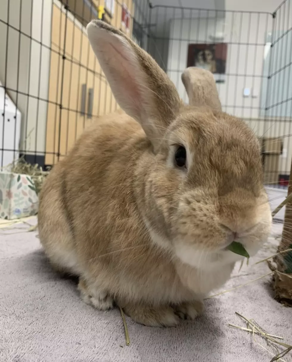 New Hampshire SPCA