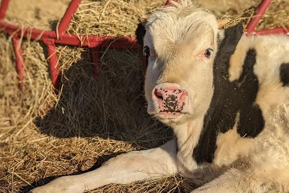 Cuddle Adorable Cows at This Goffstown, New Hampshire, Farm