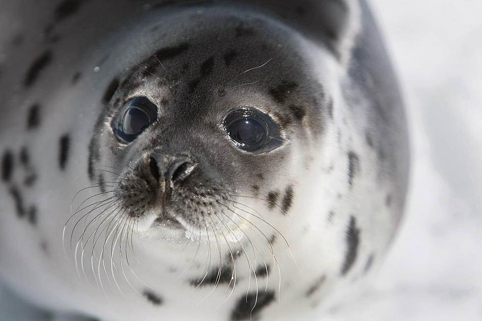 New England Seals Not Stranded on Ice Floes but Just &#8216;Chilling&#8217; Out