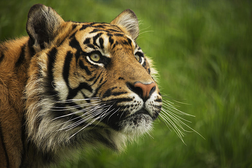 Police: Man Tries to Climb Into Tiger Enclosure at Boston&#8217;s Franklin Park Zoo