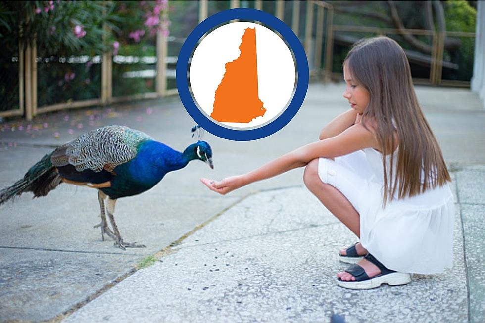 Want a Peacock? Adopt one from This NH Animal Shelter