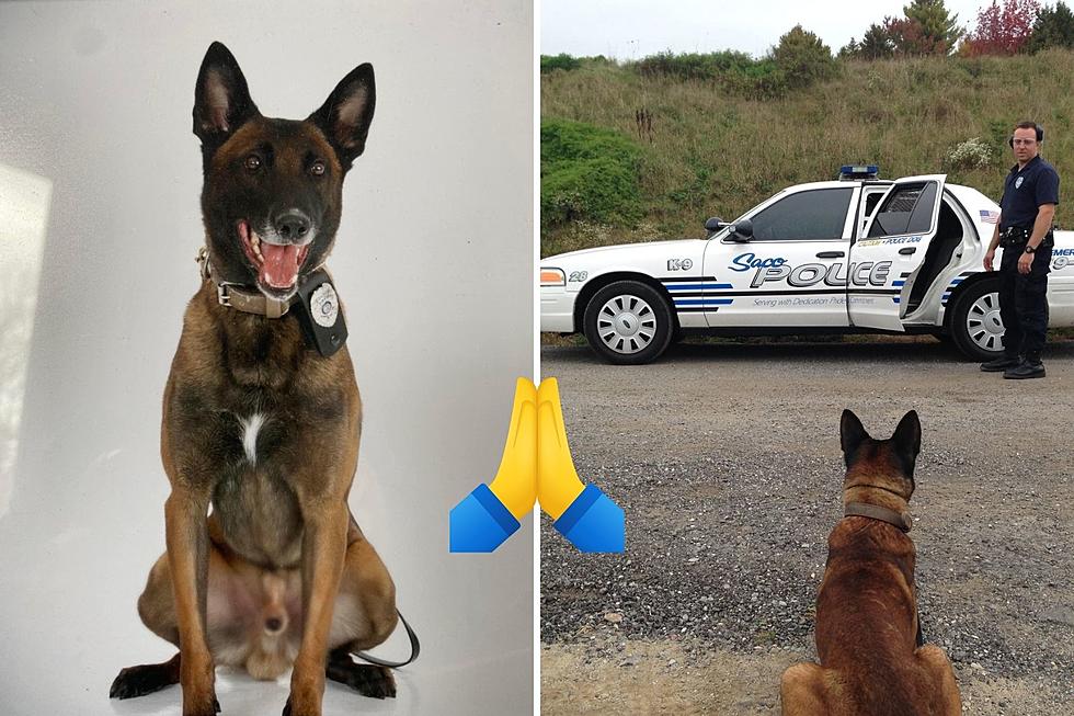 Saco, Maine Police Share Heartfelt Tribute to a Retired K-9 That Recently Passed Away