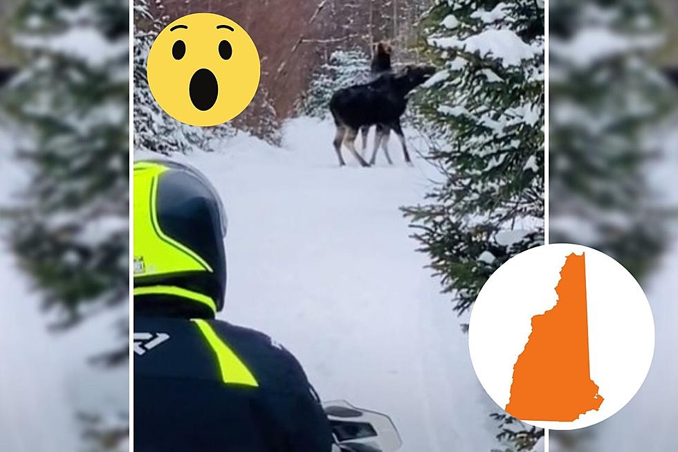 Dude Snowmobiling and Watching a Moose Fight is the Most New England Scene Ever