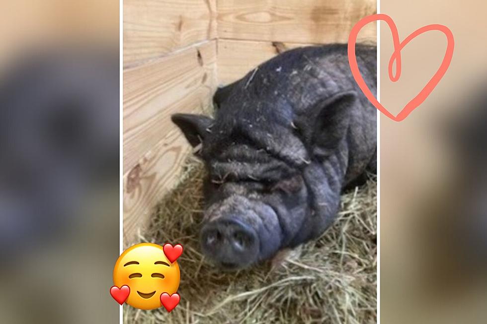 This Charming, Loud-Chewing New Hampshire Pot Bellied Pig Needs a Forever Home