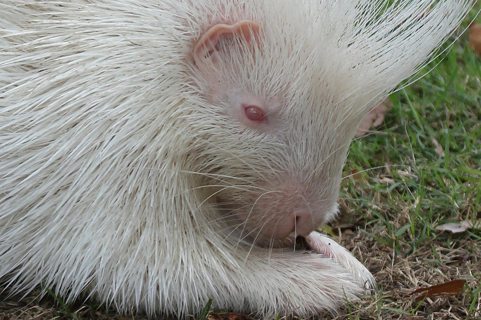 An Albino Porcupine is a Real Creature and Was Spotted in New Hampshire