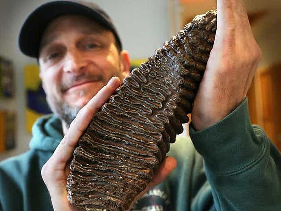 Did You See the Woolly Mammoth Tooth Found by a Maine Fisherman Last Year?