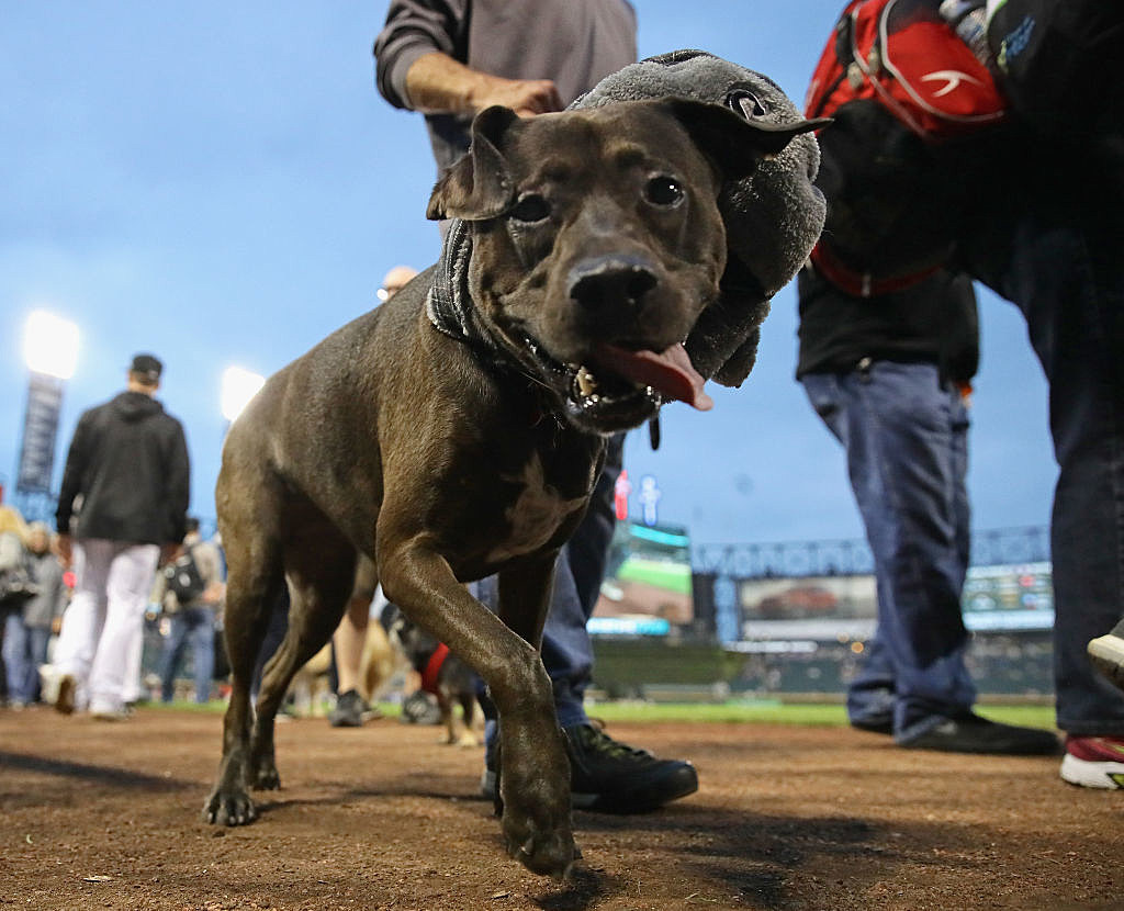 Bark at the Park Night Game Postponed After 9,000 Dogs Run on