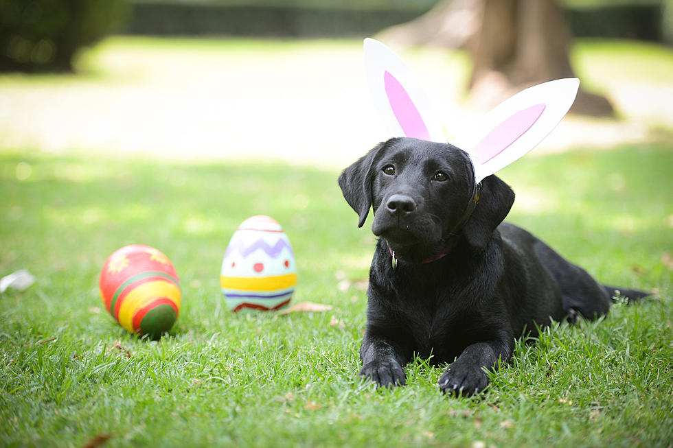 3rd Annual Doggy Easter Egg Hunt in Lee, New Hampshire, 2023