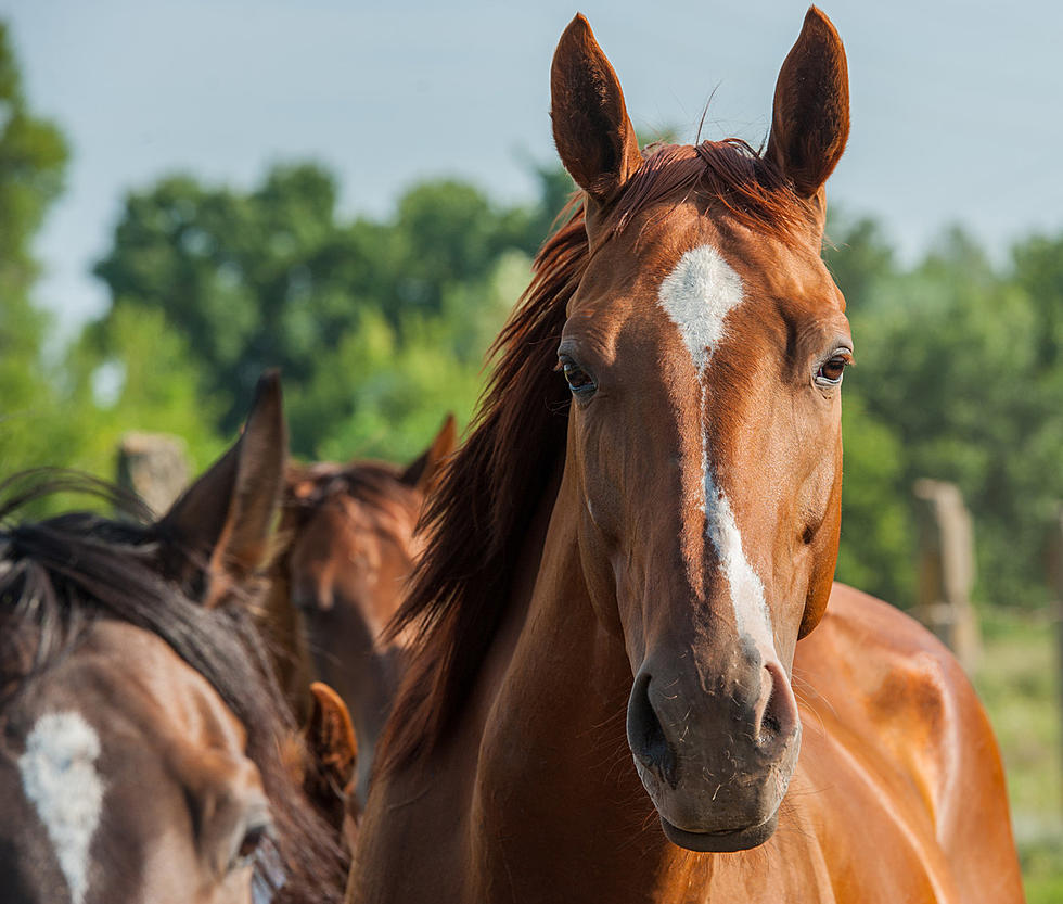 You Can Meditate and Find Inner Peace With Horses at This Maine Stable