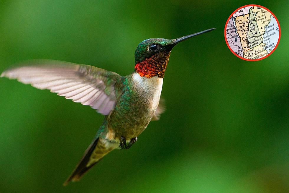 Spring is Here: Hummingbirds Migrating Back to New England