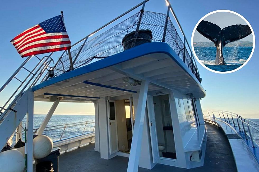 Can You Spot a Whale on These Two New Hampshire Whale Watching Boats?
