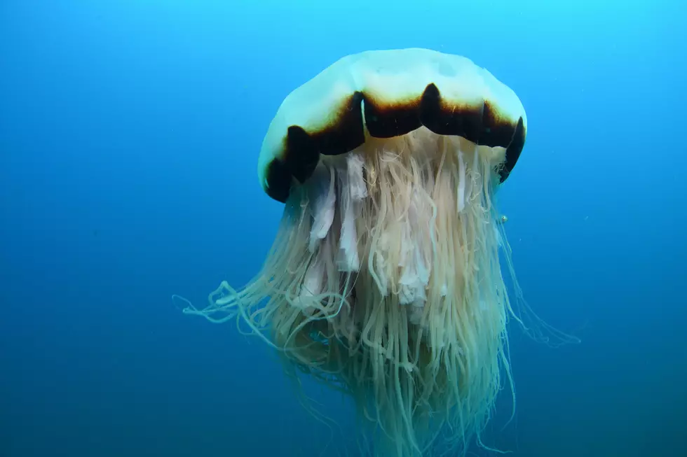 World&#8217;s Largest Jellyfish Measured at 120 Feet Long and Was Spotted in Massachusetts Bay