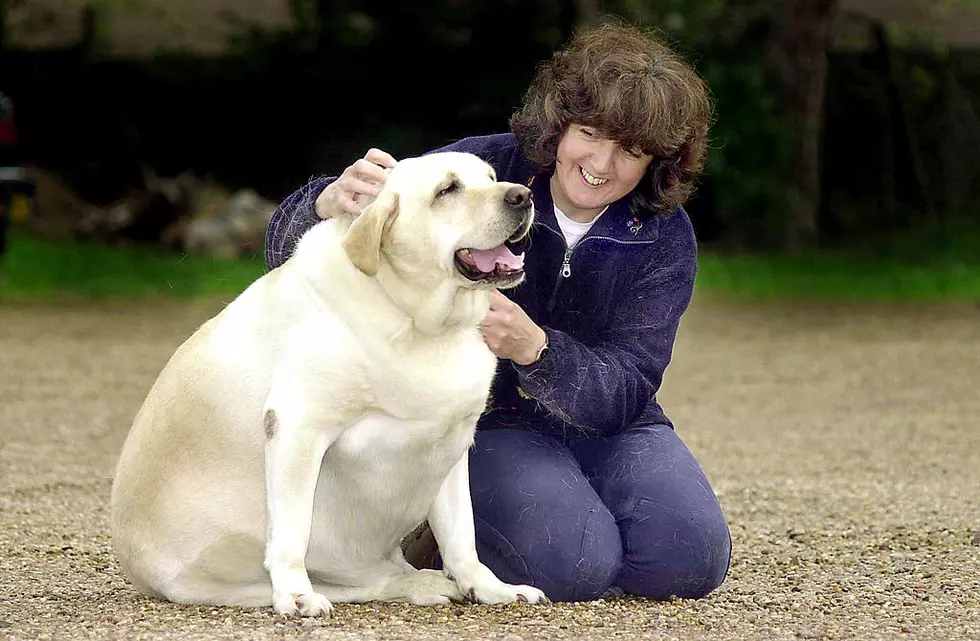 New England Claims Two in Top 10 States With Overweight Pets