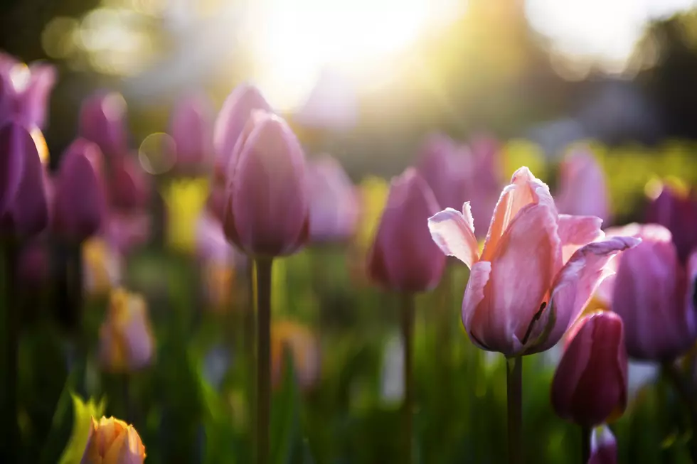 Pick Your Own Spring Tulips at Wilson Farm in Lexington, Massachusetts