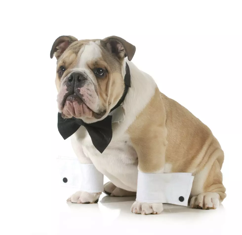 handsome dog