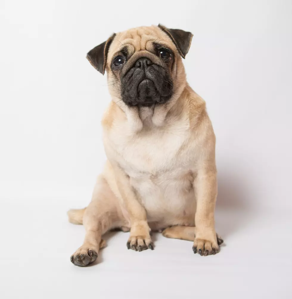 Funny Pug at white backgroundBeautiful Pug
