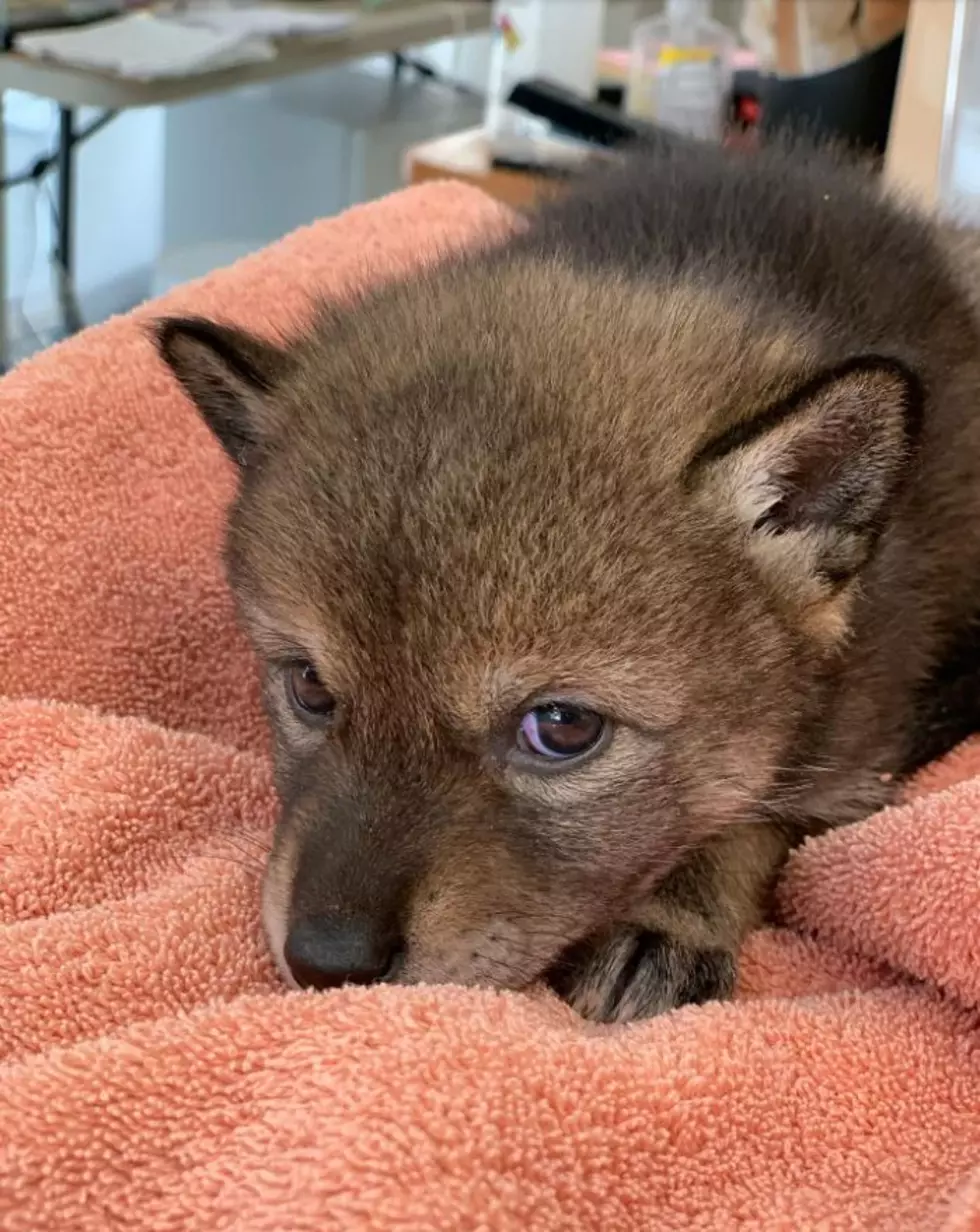 Baby Coyote Taken Home in Massachusetts and Mistaken as a Dog