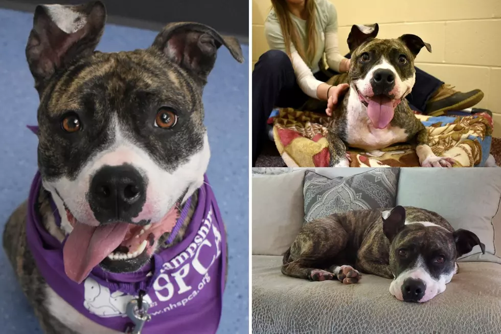 Sweet, Cuddly Pit Bull Named Riley Spends 135th Day in NH Shelter