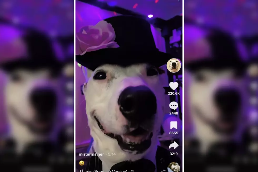 This TikTok Famous Dog From Maine Will Make You Smile