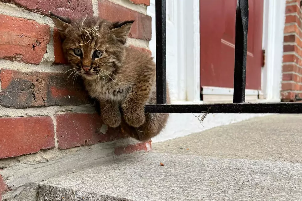 New Hampshire Man Finds Stray Kitten That Turns Out to Be a Bobcat