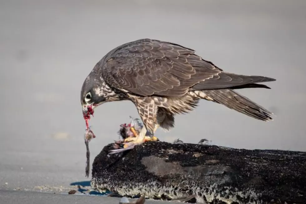 Can You Recognize These New Hampshire Bird Species by Picture?