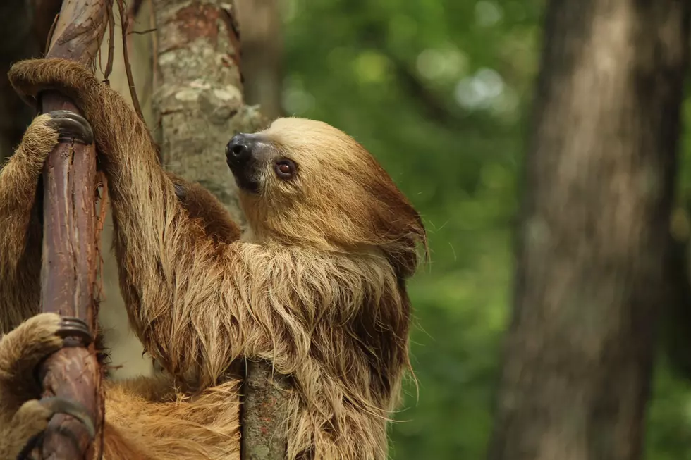 Get Up Close and Become Best Friends With a Sloth at This Massachusetts Zoo