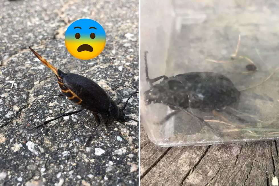 Beetle With Massive Stinger Found in NH Could Induce Nightmares