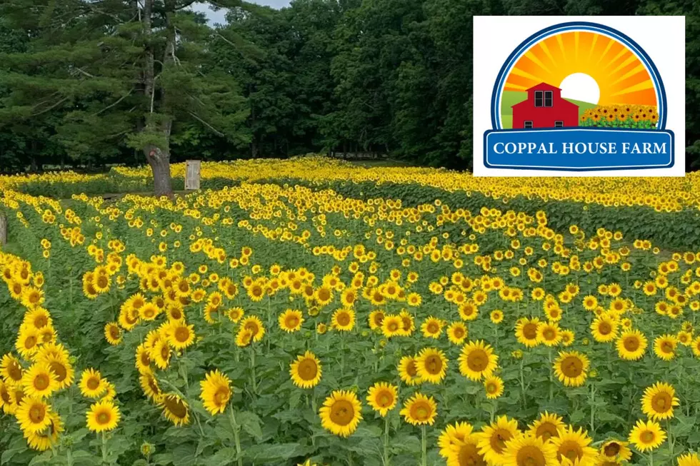 Visit the 2023 Sunflower Festival at NH's Coppal House Farm