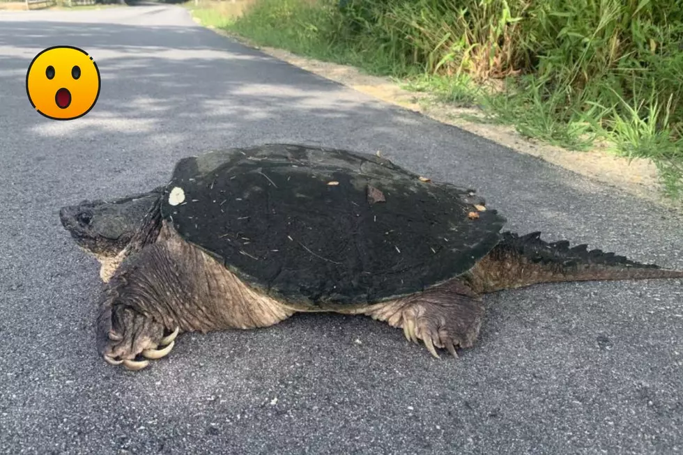 New Hampshire Turtle is 30 Inches Long and Looks Like an Actual Dinosaur