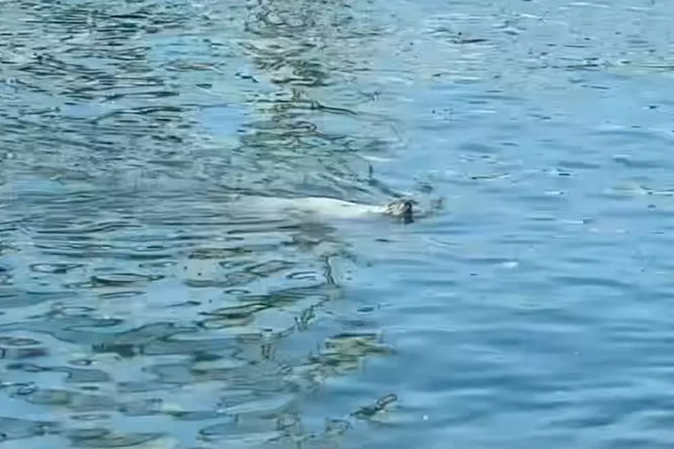 WATCH: Seal Spotted Going for a Swim in New Hampshire