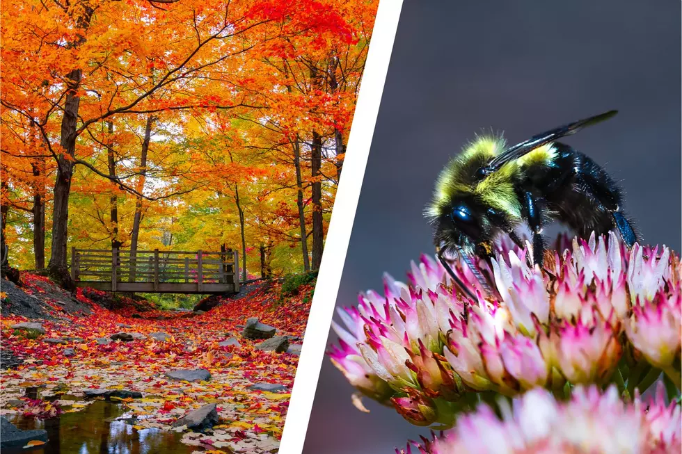 Leave the Leaves: Protect the Bees and Good Insects in the Winter