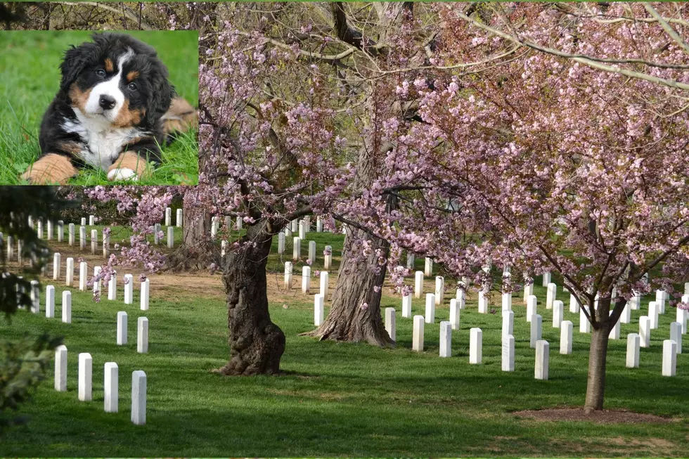 What's the Rule With Dogs Not Allowed in Some NE Cemeteries?