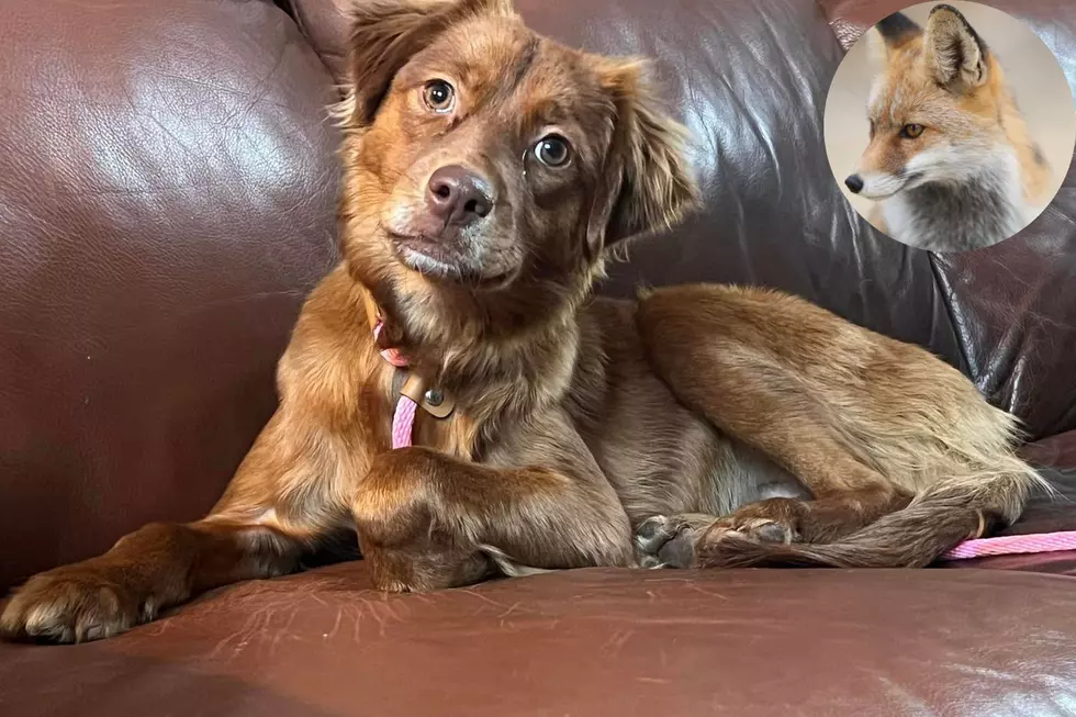 Poor Dog Lost in New Hampshire for Days Makes a Fox Friend Like in a Disney Movie