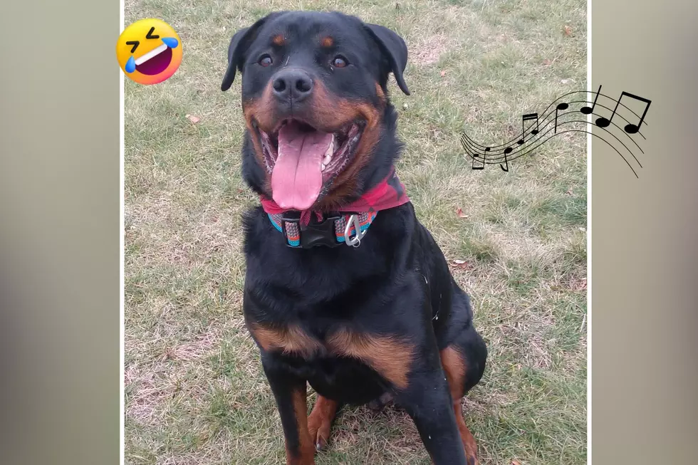 Luke Combs-Loving Dog From Manchester, NH, Approves of Luke’s New Album