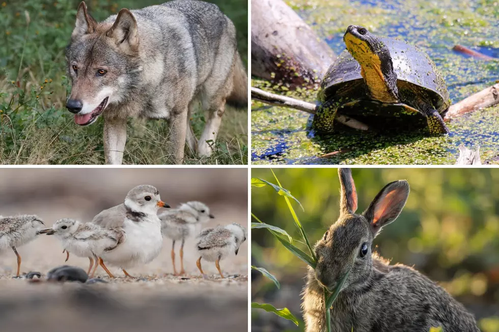 These 30 Animals Are on NH's Endangered Species List