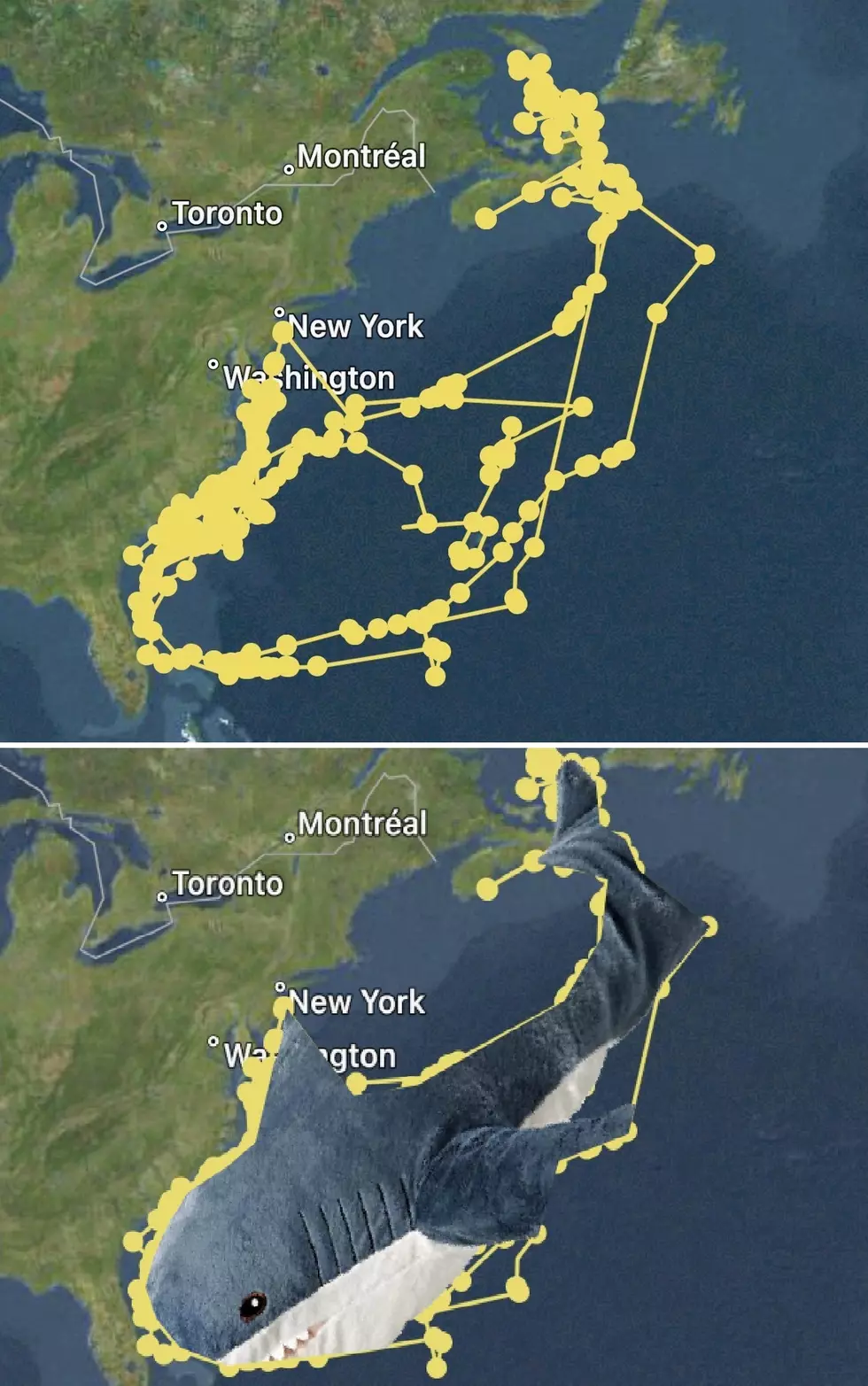 LOOK: Great White Shark With GPS Tracker ‘Draws’ Self-Portrait on the East Coast