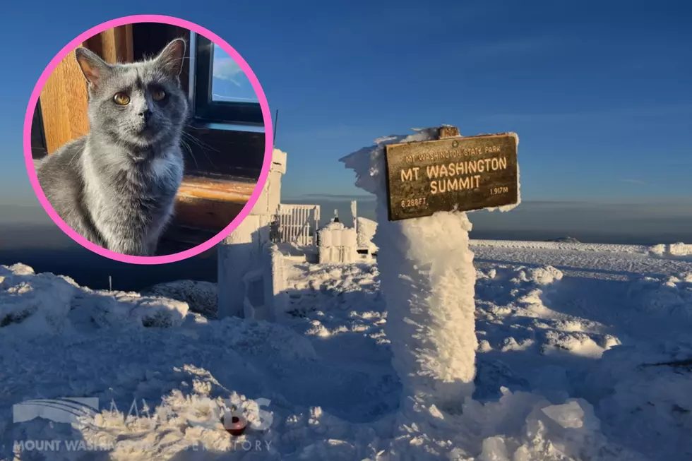 This NH Cat Calls the Mount Washington Observatory Home