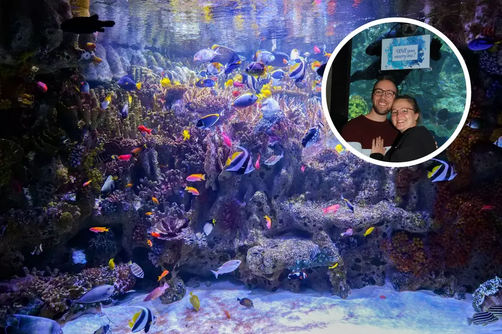 Make a Splash: You Can Propose With Fish at This New England Aquarium