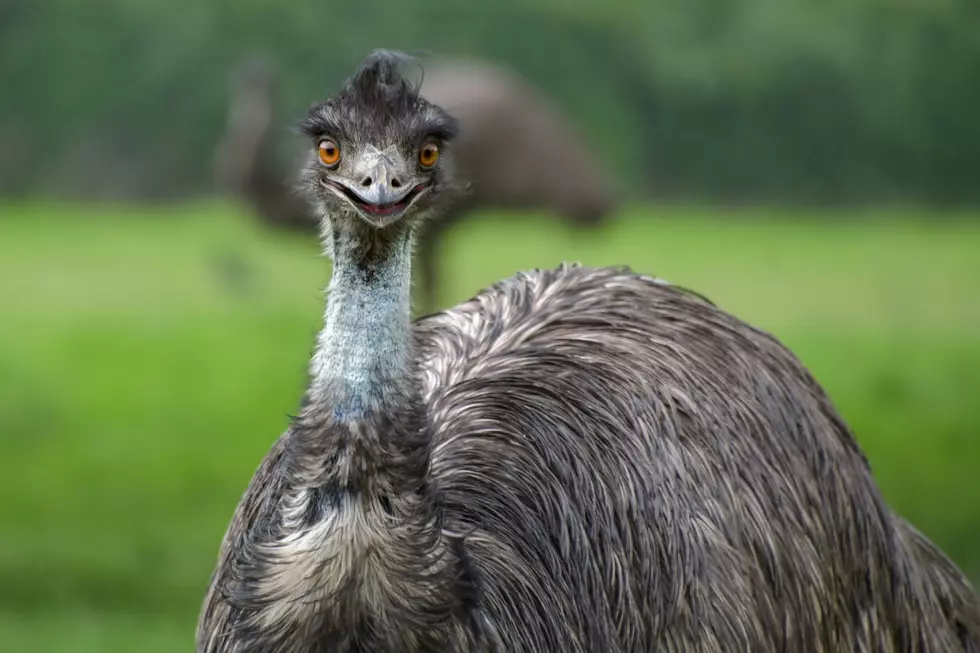 Emu on the Run: Flightless Bird Leads Police on Chase Through Massachusetts Towns