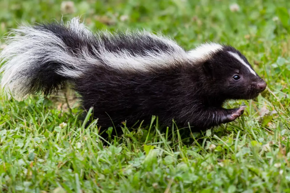 WATCH: Skunks Get Into Screaming Match While Fighting Outside New Hampshire Home