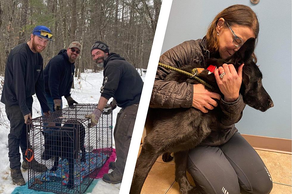Lost NH Dog Rescued Days After Being Struck by Car, Enduring Freezing Temperatures