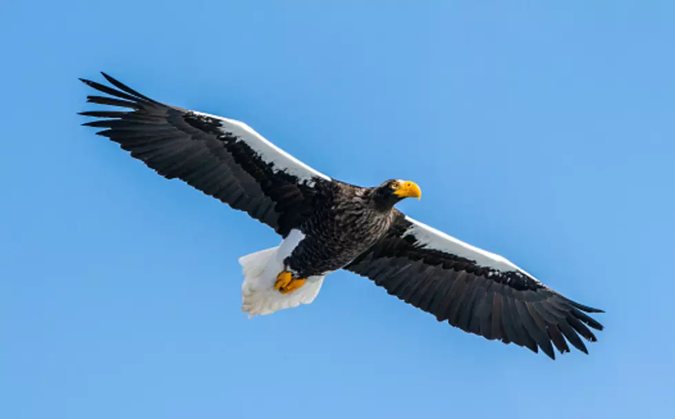 People Are Flocking to Maine to Spot This Massive, Rare Eagle