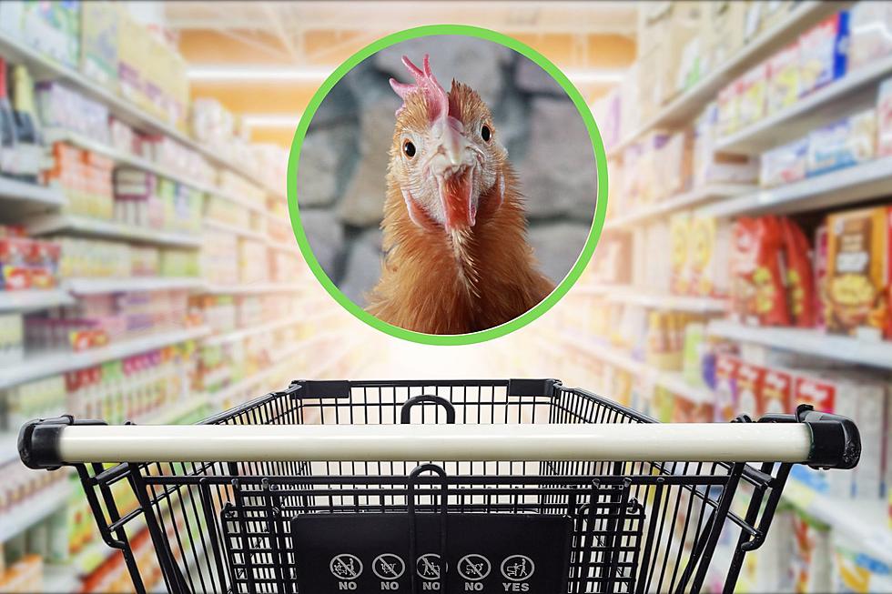 Remember When a Chicken Went Shopping in a NH Supply Store?