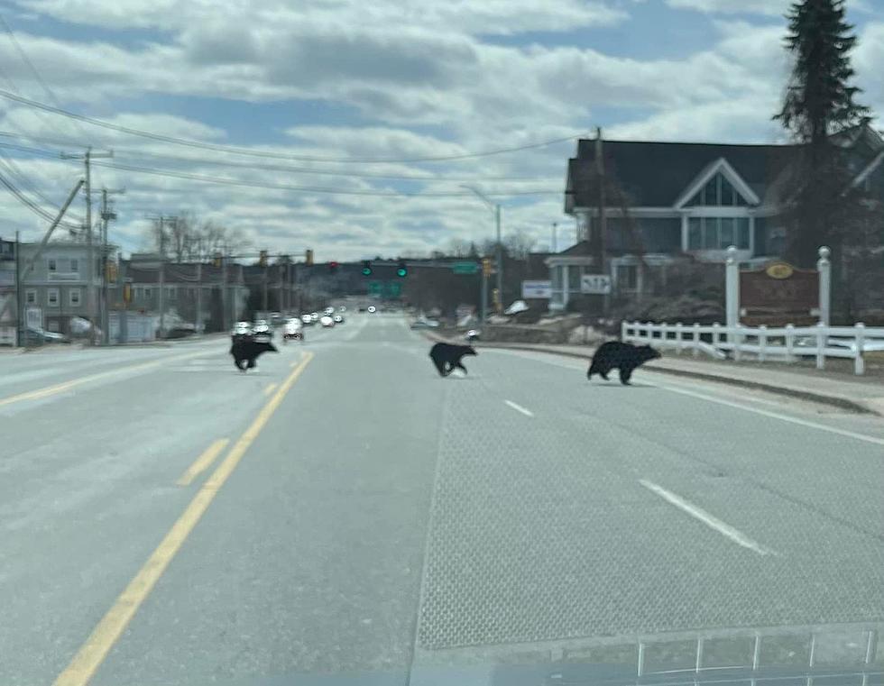 Did You See the 3 Big Bears Running Across Busy Road in Bedford, New Hampshire?